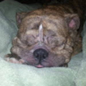 Meet your Posher, Tara